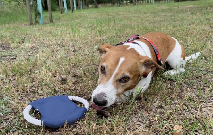 Frisbee dla psa RINGO niebieski z logo